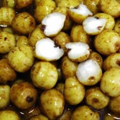 Graines Sèches Carpe Active Baits Tiger Nuts Jumbo