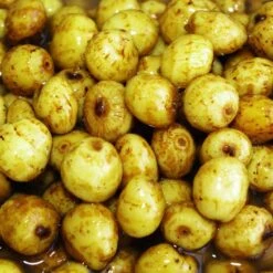 Graines Sèches Carpe Active Baits Tiger Nuts Jumbo -Magasins De Pêche En Vedette 49756 f